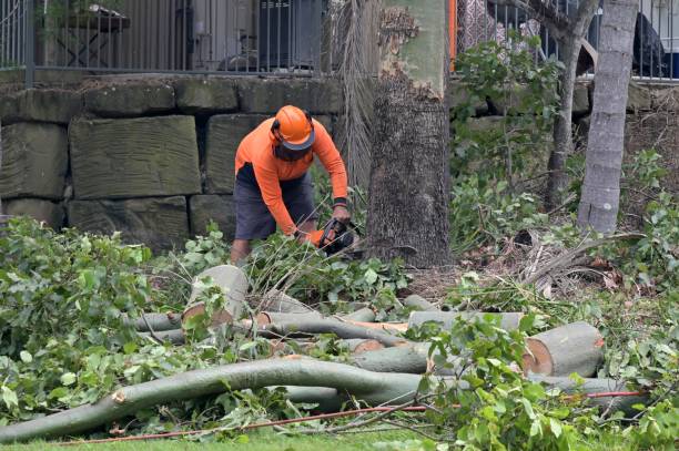 Tree Removal for Businesses in Harvey, LA